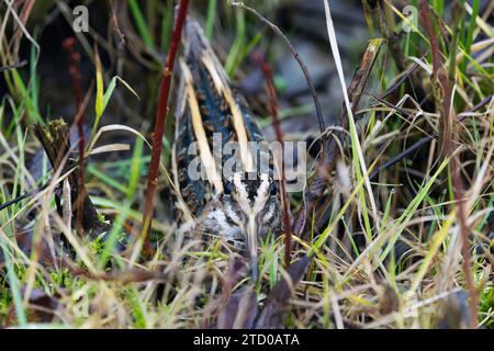 Jack Snipe (Lymnocryptes minima, Lymnocryptes minimus), prend refuge, pays-Bas Banque D'Images