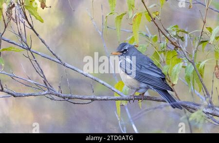 San Lucas Robin, Robin américain (Turdus migratorius confinis, Turdus confinis), perché sur une branche en plumage éclipse, Mexique, Basse-Californie Banque D'Images