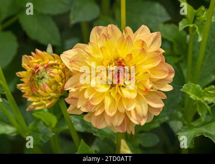 georgina (Dahlia 'Sunny Boy', Dahlia Sunny Boy), fleur rose de ball Dahlia, cultivar Sunny Boy Banque D'Images