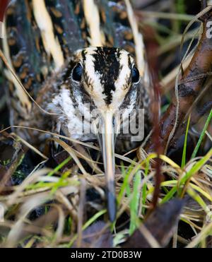 Jack snipe (Lymnocryptes minima, Lymnocryptes minimus), portrait, pays-Bas Banque D'Images