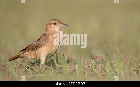 Rufous hornero (Furnarius rufus), assis dans un pré, Brésil Banque D'Images