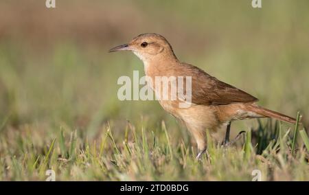 Rufous hornero (Furnarius rufus), assis dans un pré, Brésil Banque D'Images