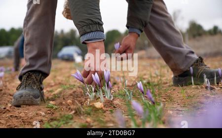 Gros plan des mains d'un agriculteur récoltant délicatement des fleurs violettes de safran dans un champ rural, en mettant l'accent sur les fleurs et la terre Banque D'Images