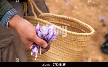 Gros plan des mains d'un agriculteur tenant délicatement des fleurs de safran fraîchement récoltées avec un panier tissé Banque D'Images
