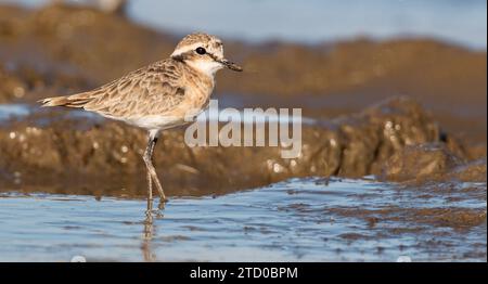 Le pluvier de sable de Kittlitz (Charadrius pecuarius), debout en eau peu profonde, Ethiopie, Oromia Banque D'Images