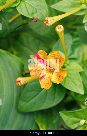 Les quatre-heures, s'émerveiller du Pérou (Mirabilis jalapa), blooming Banque D'Images