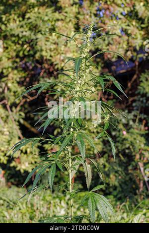 Chanvre indien, marijuana, mary jane (Cannabis sativa), plante mâle à fleurs Banque D'Images