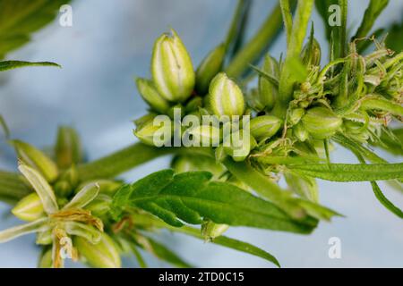 Chanvre indien, marijuana, mary jane (Cannabis sativa), fleurs mâles et bourgeons, gros plan Banque D'Images