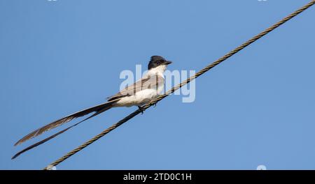 kingbird à queue de fourche (Tyrannus savana), perché sur un fil, USA Banque D'Images