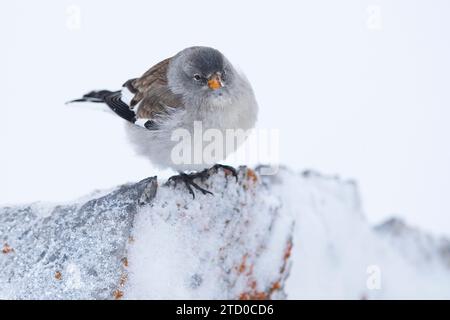 Un petit Moineau alpin au plumage gris se dresse au sommet d'un rocher givré au milieu du paysage enneigé des Alpes suisses. Banque D'Images