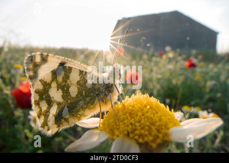 Papillon sur une fleur lors d'un lever de soleil dans une prairie. Banque D'Images