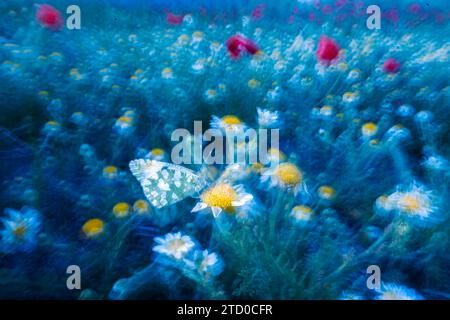 Une capture éthérée d'un papillon reposant sur une Marguerite blanche, entouré d'un flou de tons bleus et de coquelicots rouges dans une scène de prairie fantaisiste. Banque D'Images