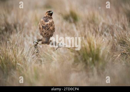 Un magnifique aigle se tient vigilant au milieu de l'herbe dense d'une forêt méditerranéenne, mettant en valeur la beauté de ces oiseaux puissants dans leur envi naturel Banque D'Images