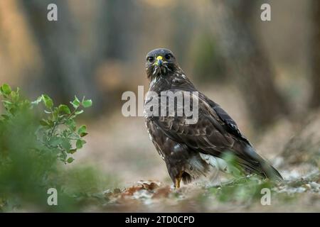 Un aigle se tient alerte dans le sous-étage d'une forêt méditerranéenne, son regard pointu perçant l'environnement serein Banque D'Images