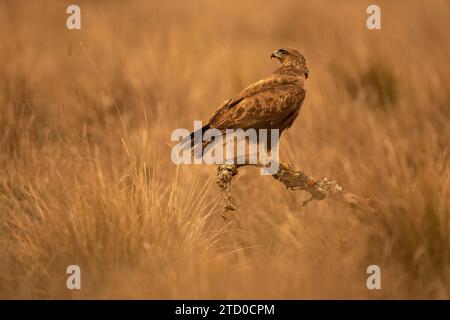 Un aigle solitaire se tient en alerte au sommet d'une branche dans les teintes dorées d'une forêt méditerranéenne, mettant en valeur le profil royal de l'oiseau et le na de l'environnement Banque D'Images