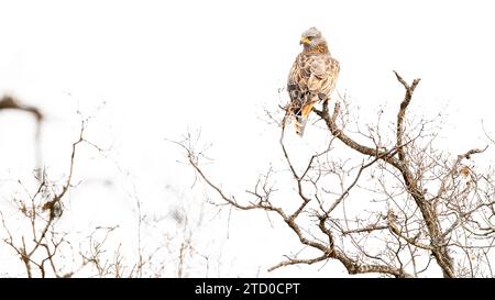 Un aigle solitaire se dresse régalement au sommet d'un arbre stérile au cœur d'une forêt méditerranéenne, mettant en valeur la beauté naturelle et la faune de la région Banque D'Images