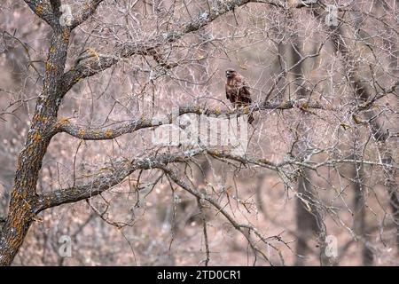 Un aigle est camouflé parmi les branches complexes d'arbres dans une forêt méditerranéenne dense, mettant en valeur l'habitat naturel Banque D'Images