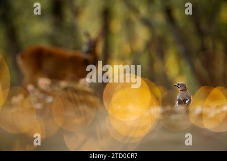 Un chevreuil tranquille et un petit oiseau partagent un moment serein dans une forêt baignée de lumière dorée, créant une atmosphère sereine et onirique. Banque D'Images