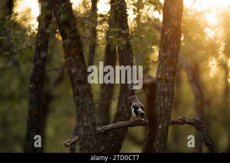 Une image sereine capture un oiseau geai eurasien sur une branche d'arbre, baigné dans la lueur chaude de la lumière du soleil filtrant à travers la canopée de la forêt. Banque D'Images
