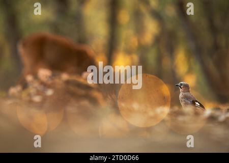 Un jaybird européen serein se perche sur le sol de la forêt, entouré par les teintes chaudes des feuilles d'automne tombées, avec une lumière bokeh douce améliorant le tranducs Banque D'Images