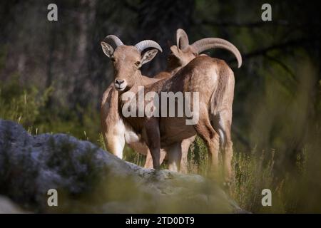 Un mouton baresque est en alerte dans un environnement naturel serein, mettant en valeur ses majestueuses cornes incurvées et son manteau texturé. Banque D'Images