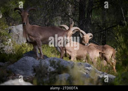 Deux moutons barbaresques aux cornes proéminentes se dressent au milieu d'un paysage rocheux, enveloppé par un feuillage vert sous un soleil doux. Banque D'Images