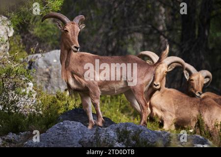 Majestueux mouton barbare debout sur un rebord rocheux dans un environnement naturel serein avec un doux foyer d'un autre mouton en arrière-plan. Banque D'Images