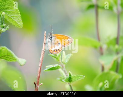 Un délicat papillon orange se perche au sommet d'une brindille mince parmi les feuilles vertes, affichant ses ailes à motifs dans un cadre paisible de jardin. Coenonympha arca Banque D'Images