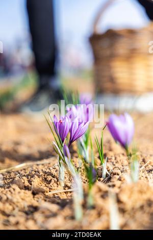 Les travailleurs coupés méconnaissables avec des gants cueillent soigneusement à la main de délicates fleurs de safran violet dans un champ ensoleillé, avec un panier de fleurs récoltées Banque D'Images