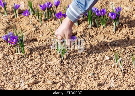 Travailleur cultivé méconnaissable cueillant soigneusement à la main de délicates fleurs de safran violet dans un champ pendant la saison des récoltes Banque D'Images