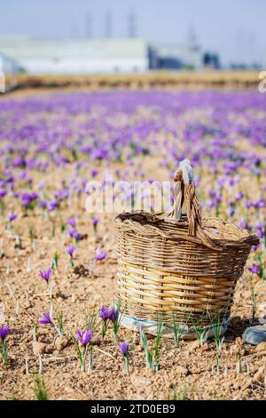 Gros plan d'un panier en osier traditionnel rempli à ras bord de fleurs de safran violettes fraîchement récoltées, avec un accent de fond naturel flou Banque D'Images