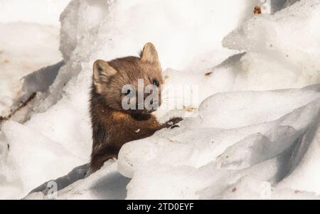 Gros plan de martre de pin brun mignon regardant loin et couché sur la montagne rocheuse couverte de neige pendant la journée ensoleillée en hiver au Canada Banque D'Images