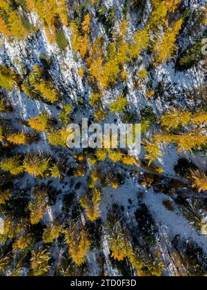 Vue aérienne de haut en bas capturant le contraste étonnant entre les feuilles automnales et la neige fraîche dans un paysage forestier. Banque D'Images