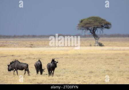 Un trio de wildebees paissent sur la vaste savane namibienne, avec un acacia solitaire au loin marquant l'horizon sous le ciel bleu Banque D'Images