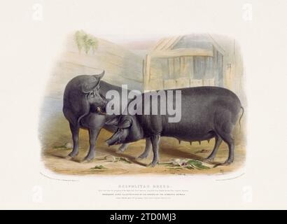 Illustration de cochon vintage d'un livre du milieu du 19e siècle sur les races d'animaux domestiques. Banque D'Images