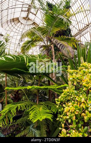 Intérieur de la Palm House, une serre en fonte conçue au 19e siècle par Charles Lanyon, dans les jardins botaniques près de Ulster Museum, Belfast Banque D'Images