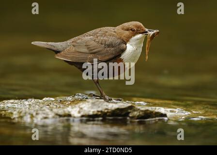 Dipper perché sur une pierre dans la rivière avec un méné dans son bec Banque D'Images