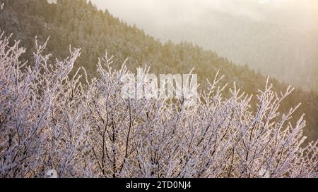branches couvertes de hoarfrost scintillant dans la lumière du matin. beau fond de nature des carpates en saison d'hiver Banque D'Images