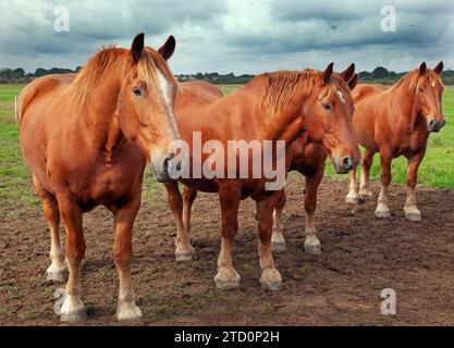 Trois chevaux Suffolk Punch en été Banque D'Images