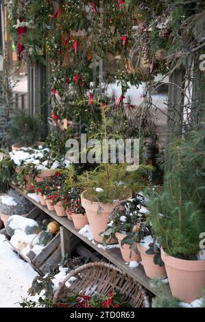 Plantes dans des pots et des paniers couverts d'un saupoudrage de neige fraîche. Banque D'Images