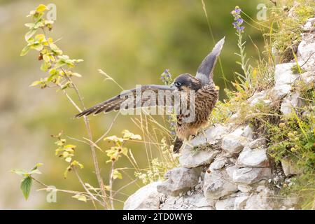 Pérégriné (Falco peregrinus) naissant. Sussex, Royaume-Uni. Banque D'Images