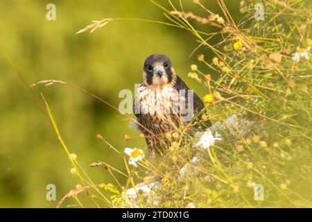 Peregrin (Falco peregrinus) naissant. Banque D'Images