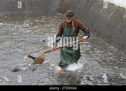 Vente de carpes de Noël à Tovacov, région de Prerov, République tchèque, 15 décembre 2023. La carpe est une cuisine tchèque traditionnelle le soir de Noël et ils vendent du poisson frais de Noël directement des étangs à Rybarstvi Tovacov. (CTK photo/Ludek Perina) crédit : CTK/Alamy Live News Banque D'Images