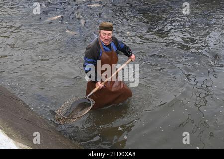 Vente de carpes de Noël à Tovacov, région de Prerov, République tchèque, 15 décembre 2023. La carpe est une cuisine tchèque traditionnelle le soir de Noël et ils vendent du poisson frais de Noël directement des étangs à Rybarstvi Tovacov. (CTK photo/Ludek Perina) crédit : CTK/Alamy Live News Banque D'Images