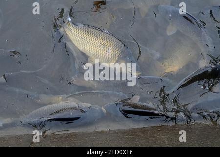 Vente de carpes de Noël à Tovacov, région de Prerov, République tchèque, 15 décembre 2023. La carpe est une cuisine tchèque traditionnelle le soir de Noël et ils vendent du poisson frais de Noël directement des étangs à Rybarstvi Tovacov. (CTK photo/Ludek Perina) crédit : CTK/Alamy Live News Banque D'Images