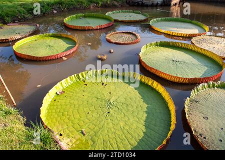 Victoria amazonica est une espèce de plante à fleurs, la deuxième plus grande de la famille des Nymphaeaceae. Il est appelé uape jacana Banque D'Images