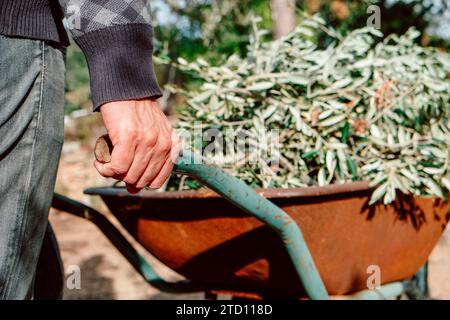 Un homme pousse une vieille brouette rouillée pleine de branches d'olivier fraîchement taillées dans un verger d'oliviers en Espagne Banque D'Images