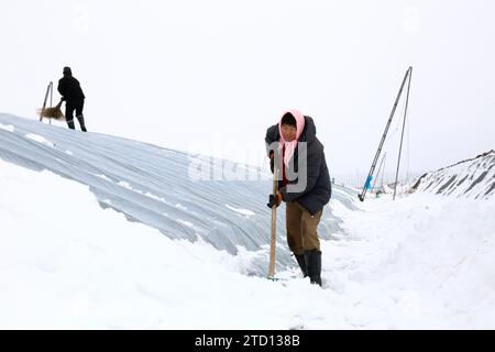 BINZHOU, CHINE - 15 DÉCEMBRE 2023 - les agriculteurs nettoient la neige des serres de légumes de la ville de Binzhou, dans la province du Shandong de l'est de la Chine, le 15 décembre 2023. Banque D'Images