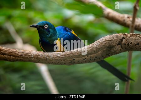 Starling doré - Lamprotornis regius, belle étoile colorée de buissons et savanes africains, Tsavo West, Kenya. Banque D'Images