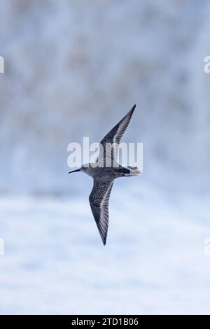 Dunlin (Calidris alpina) plumage hivernal volant Norfolk le 2023 novembre Banque D'Images